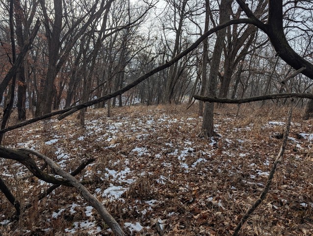 undefined (Elaphomyces sp.)