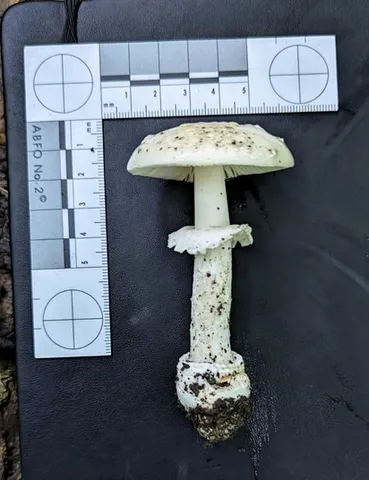 White Panther (Amanita multisquamosa)