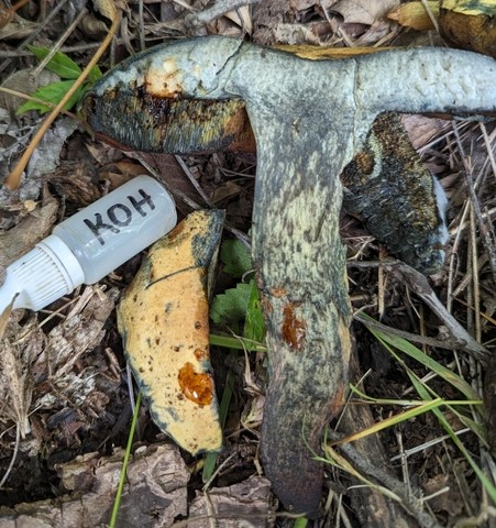 American Lurid Bolete (Suillellus ameriluridus)