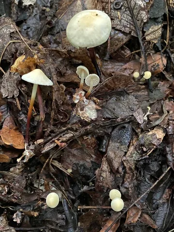 undefined (Marasmius delectans)