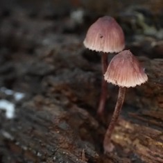 Bleeding Fairy Helmet