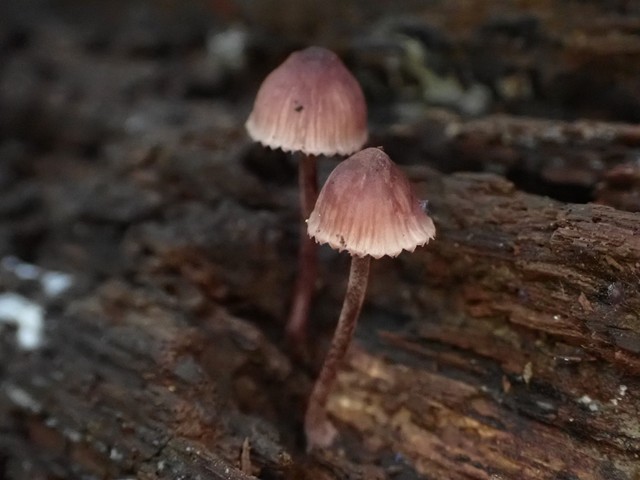 Bleeding Fairy Helmet (Mycena haematopus)