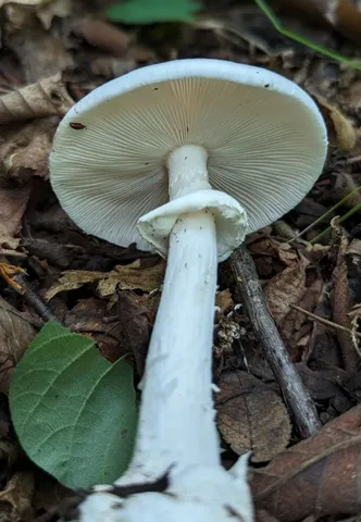Great Felt Skirt Destroying Angel (Amanita magnivelaris)