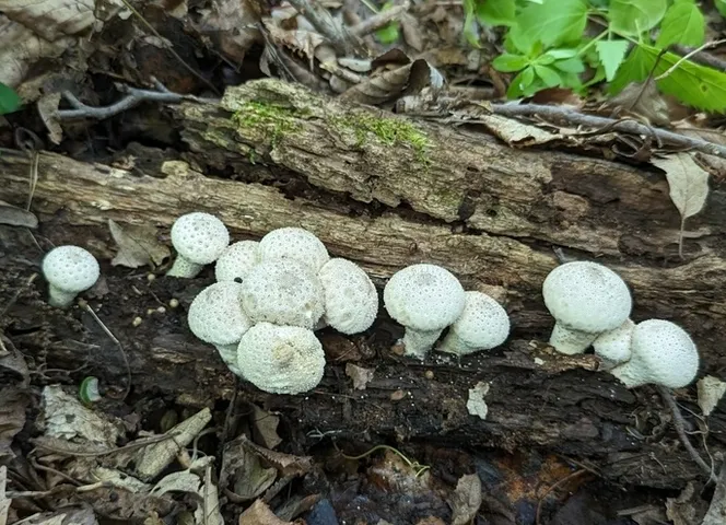 Common Puffball (Lycoperdon perlatum)