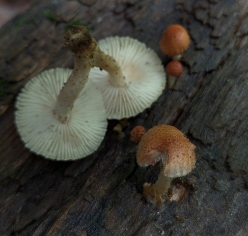 Sunray Sawtooth (Heliocybe sulcata)