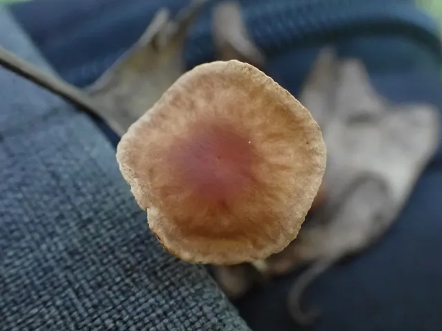 Hairy-Stalked Gymnopus (Gymnopus spongiosus)