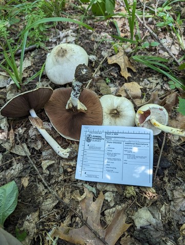 Flat-Top Agaricus (Agaricus placomyces)