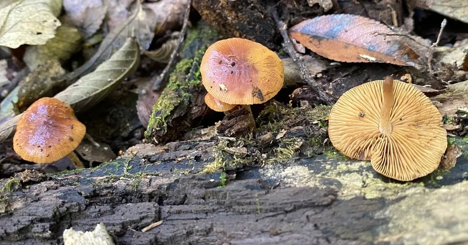 Viscid Bolbitius (Bolbitius viscosus)