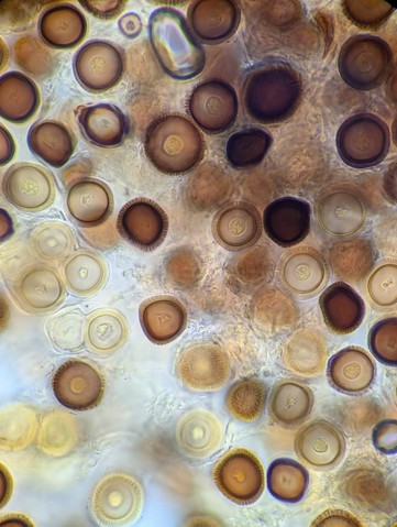 undefined (Elaphomyces sp.)