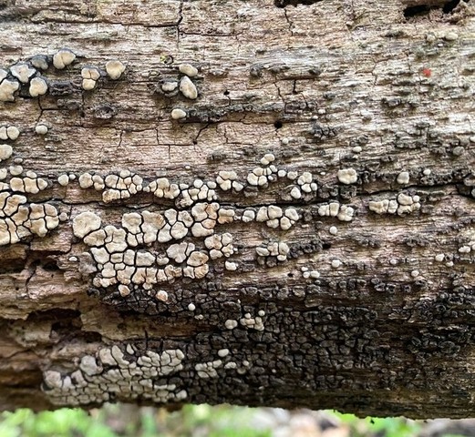 Xylobolus frustulatus