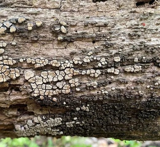 Xylobolus frustulatus