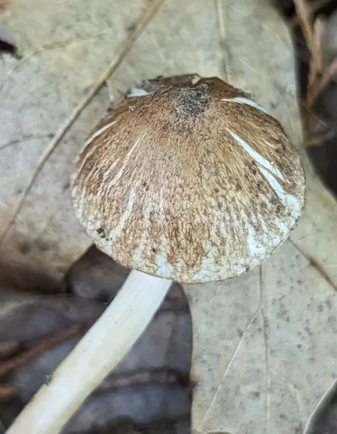undefined (Inocybe sp-IN02)