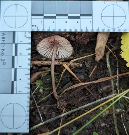 Bleeding Fairy Helmet (Mycena sp. 'haematopus-IN01')