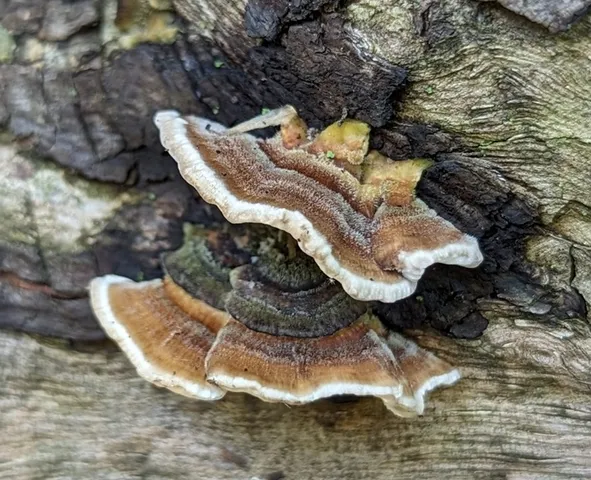 Turkey Tail (Trametes versicolor)