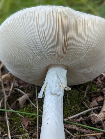 Garlic-Odored Death Cap (Amanita suballiacea)