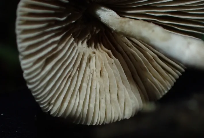 Pale Yellow Brittlestem (Candolleomyces luteopallidus)