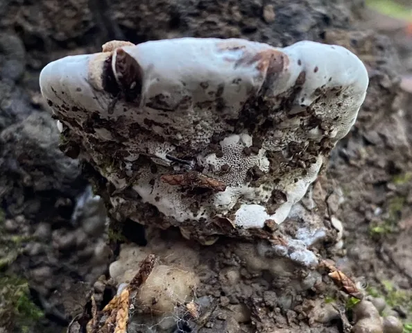undefined (Ganoderma lobatum)