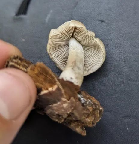 undefined (Psathyrella inflatocystis)