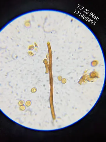 undefined (Sanghuangporus weirianus)