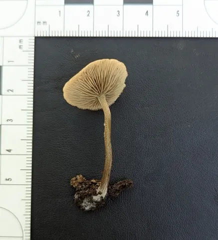 Dingy Twiglet (Simocybe centunculus)