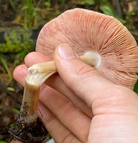 undefined (Volvopluteus michiganensis)