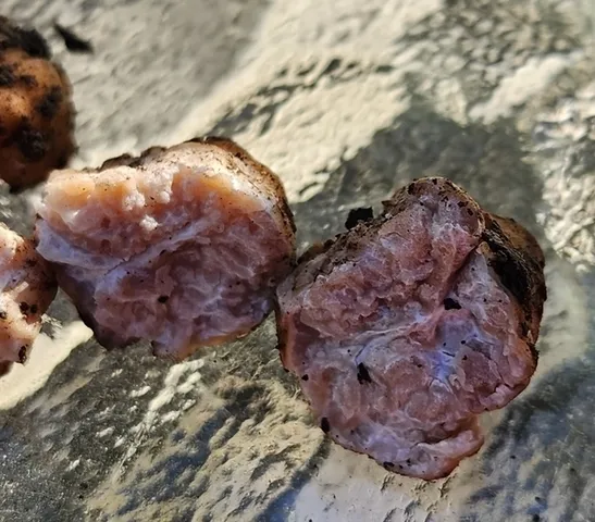 undefined (Tuber cumberlandense)