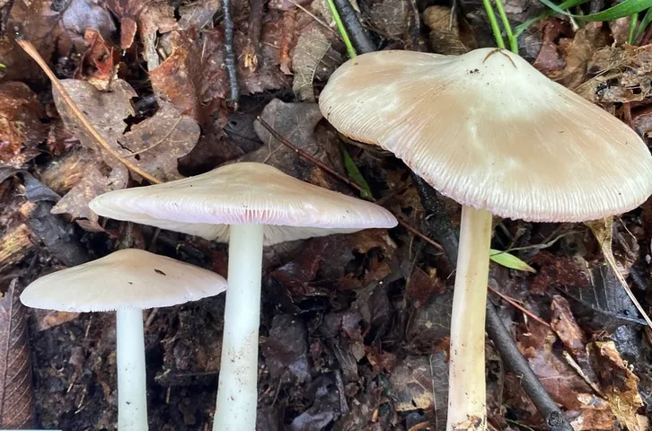 undefined (Volvopluteus michiganensis)