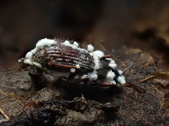 Beauveria brongniartii