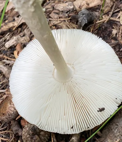 White Panther (Amanita multisquamosa)