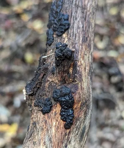 Black Witches' Butter (Exidia glandulosa)