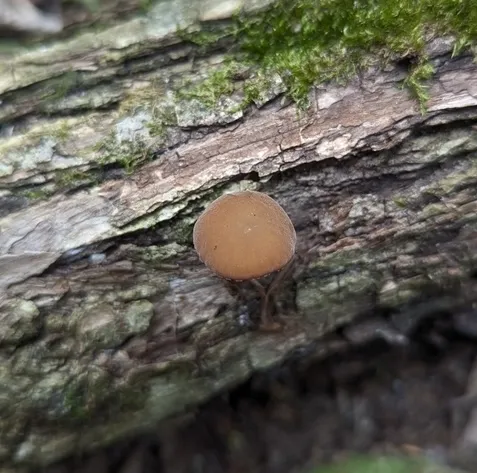Dingy Twiglet (Simocybe centunculus)