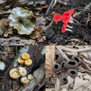 Disc Fungi (Discomycetes)