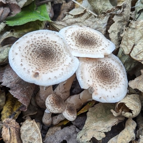 White Honey Mushroom (Armillaria gallica)