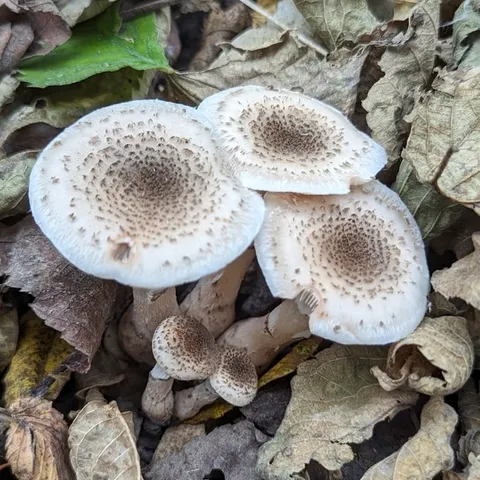 Armillaria gallica