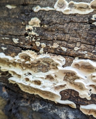 Smoky Polypore (Bjerkandera adusta)