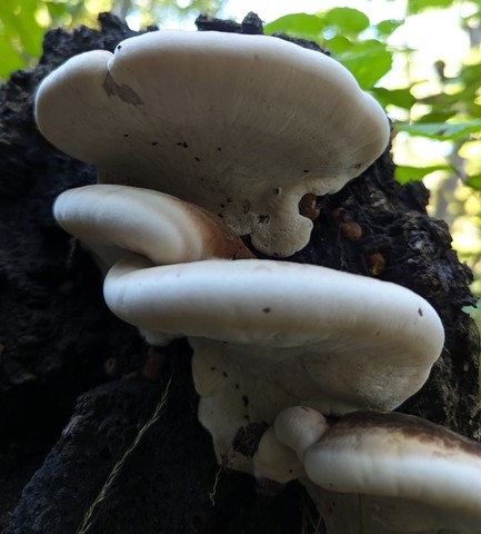 Resinous Polypore (Ischnoderma resinosum)