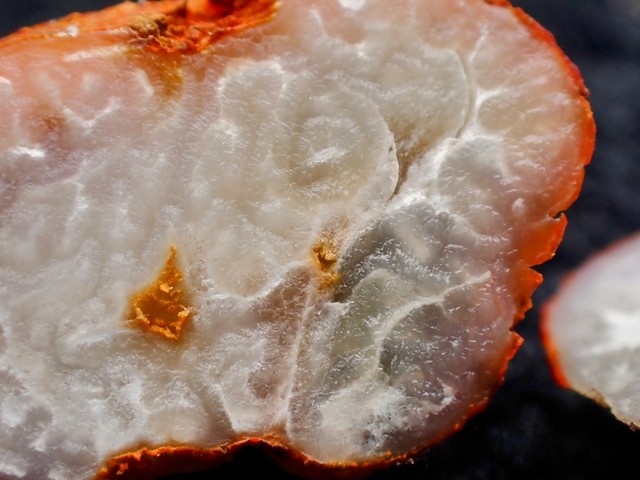 undefined (Pachyphlodes carnea)