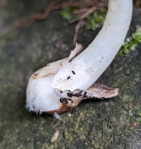 Rosegill (Volvariella sp-IN03)
