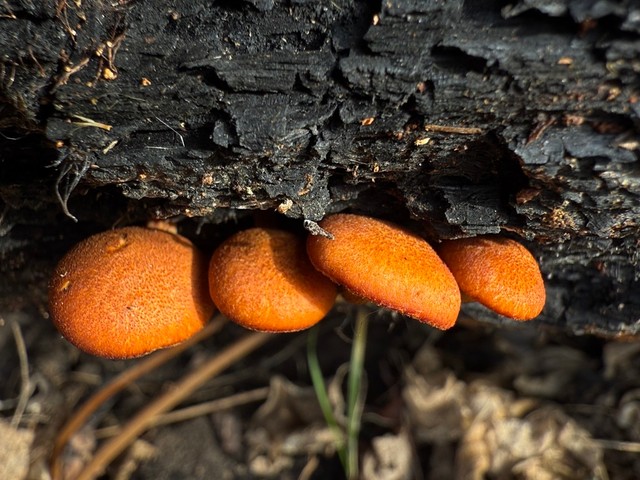 Rustgills And Gyms (Gymnopilus spp.)