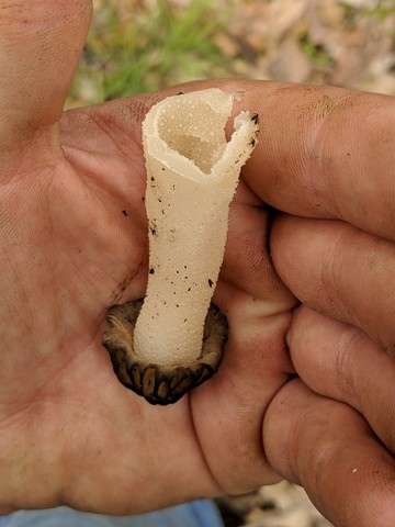 Half-Free Morel (Morchella punctipes (M. semilibera))