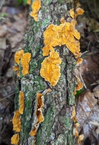 Crowded Parchment (Stereum complicatum)