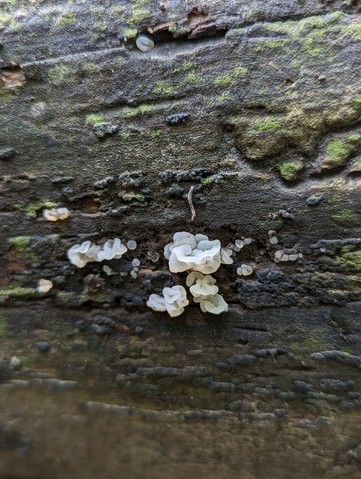 White Jelly Fungus (Ductifera pululahuana)