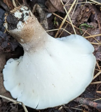 Bay Polypore (Picipes badius)