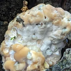 Green Cheese Polypore
