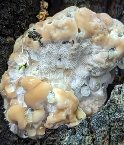 Fomitopsis spraguei