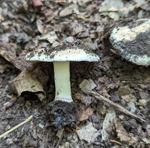 undefined (Inocybe sp-IN49)