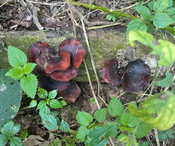 Bay Polypore (Picipes badius)