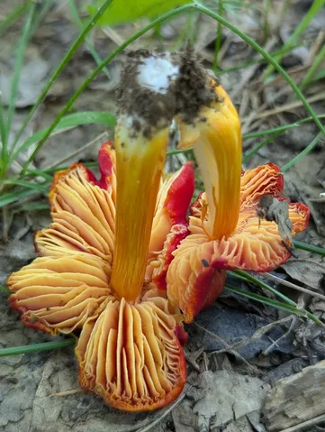 Small-Spored Sunset Waxycap (Hygrocybe acutoconica var. microspora)