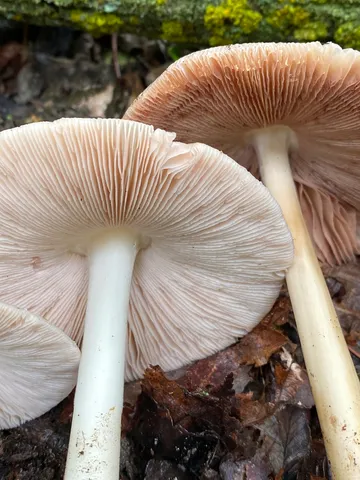 undefined (Volvopluteus michiganensis)