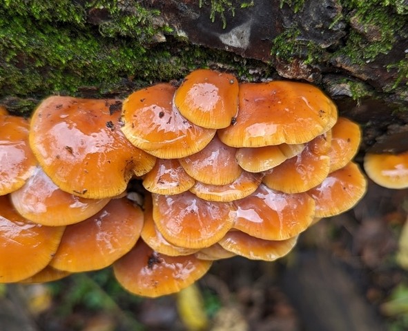 Velvet Foot (Flammulina velutipes)